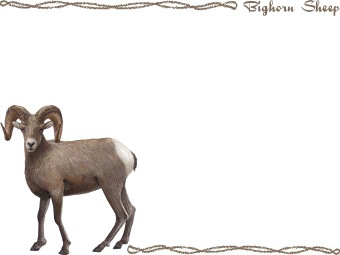 ビッグホーン、オオツノ ヒツジ（大角羊）の年賀状／非商用無料イラスト