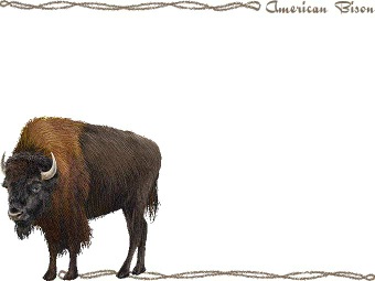 野牛、バッファロー、アメリカ バイソンの年賀状／非商用無料イラスト