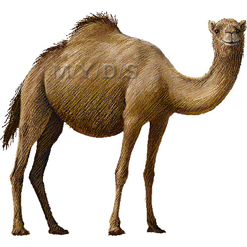 一瘤駱駝 ヒトコブ ラクダのイラスト 条件付フリー素材集