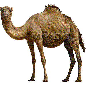 一瘤駱駝 ヒトコブ ラクダのイラスト 条件付フリー素材集