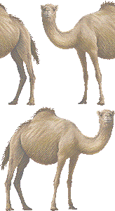一瘤駱駝の壁紙／フリー画像