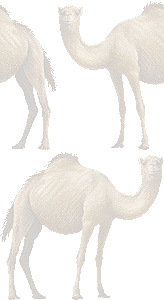 一瘤駱駝の壁紙／条件付きフリー画像
