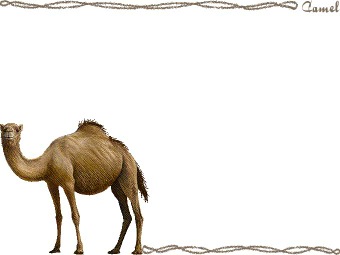 （一瘤駱駝）ヒトコブ ラクダの年賀状／非商用無料イラスト