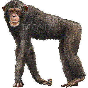 チンパンジーのイラスト 条件付フリー素材集