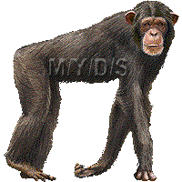 チンパンジーのイラスト／フリー素材（条件付）