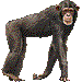 チンパンジー・アイコン