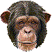 チンパンジーのアイコン