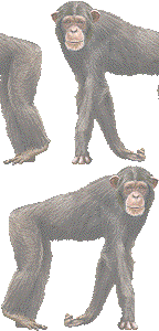 チンパンジーの壁紙／非営利無料イラスト