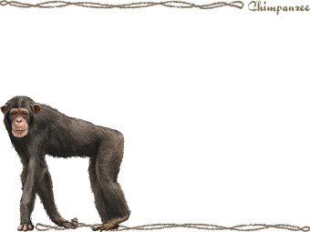 チンパンジーの年賀状／非商用無料イラスト