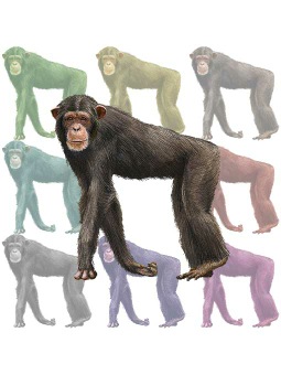 チンパンジーのポストカード／無料イラスト