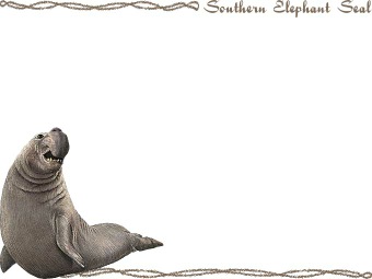 （南像海豹）ミナミ ゾウアザラシの年賀状／非商用無料イラスト
