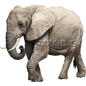 アフリカ象 あふりかぞう のイラスト 条件付フリー素材集