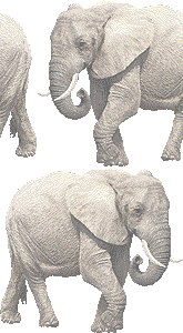アフリカゾウの壁紙／フリー画像