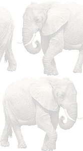 アフリカゾウの壁紙／無料イラスト