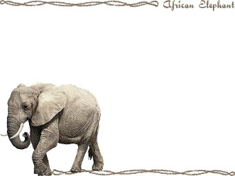 アフリカ象（あふりかぞう）の年賀状／非商用無料イラスト
