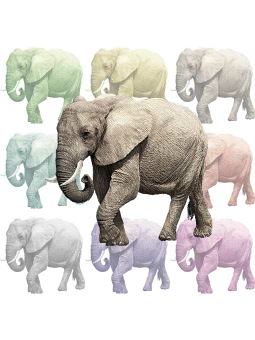 アフリカ象（あふりかぞう）のポストカード／無料イラスト