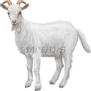 山羊 野羊 ヤギのイラスト 条件付フリー素材集