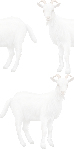 野羊の壁紙／条件付きフリー画像