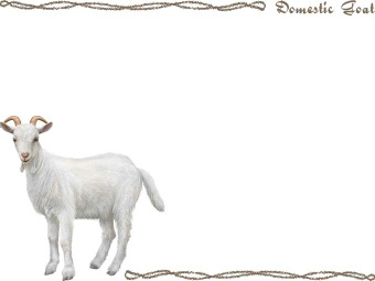 （山羊、野羊）ヤギの年賀状／非商用無料イラスト