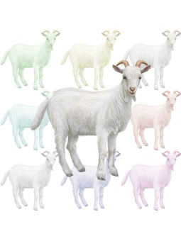 （山羊、野羊）ヤギのポストカード／無料イラスト