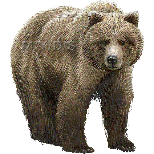 ハイイロ熊（ヒグマ）のイラスト／条件付フリー素材集
