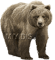 ヒグマ（熊）／アニメーションGIFのイラスト／フリー素材（条件付）