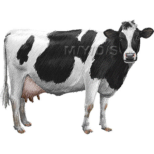 ホルスタイン（乳牛）のイラスト／条件付フリー素材集