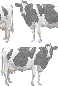 乳牛の壁紙／フリー画像