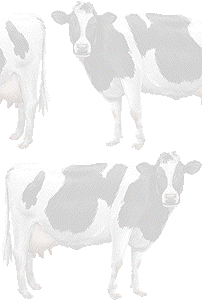乳牛 ホルスタイン ウシのイラスト 条件付フリー素材集