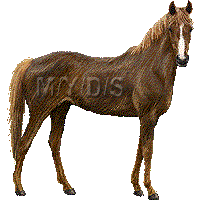 サラブレッド 馬のイラスト 条件付フリー素材集