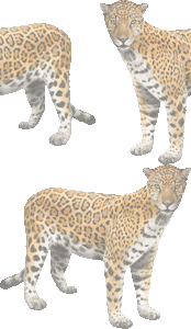 ジャガーの壁紙／フリー画像