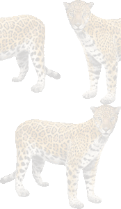 ジャガーの壁紙／条件付きフリー画像