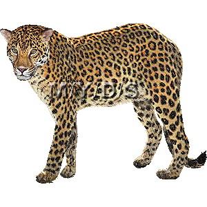 豹 ヒョウのイラスト 条件付フリー素材集