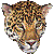 Leopard thumbnail