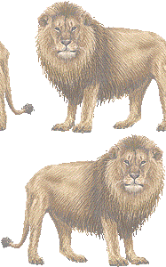 ライオンの壁紙／非営利無料イラスト