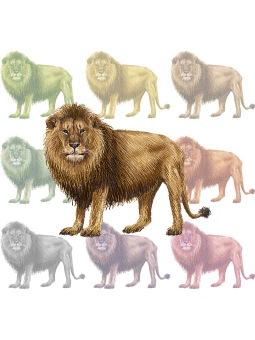 ライオンのポストカード／無料イラスト