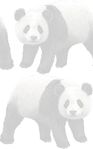 ジャイアントパンダの壁紙／条件付きフリー画像