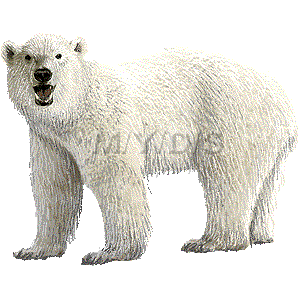 北極熊 ホッキョク グマ 白熊 シロクマのイラスト 条件付フリー素材集