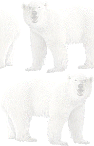 北極熊 ホッキョク グマ 白熊 シロクマのイラスト 条件付フリー素材集
