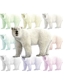 （北極熊）ホッキョク グマ、（白熊）シロクマのポストカード／無料イラスト
