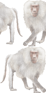 マント狒狒の壁紙／フリー画像