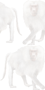 マント狒狒の壁紙／条件付きフリー画像