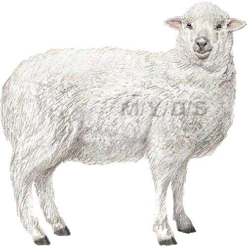 羊 ヒツジのイラスト 条件付フリー素材集