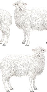 羊の壁紙／フリー画像