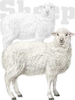 年賀状・羊／条件付フリー素材