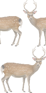 日本鹿の壁紙／フリー画像
