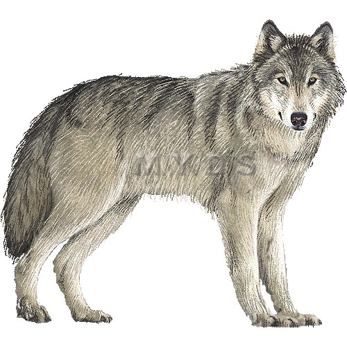 大陸狼）タイリク オオカミのイラスト・条件付フリー素材集