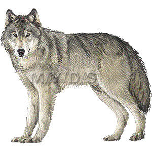 大陸狼 タイリク オオカミのイラスト 条件付フリー素材集