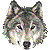Gray Wolf, Timber Wolf thumbnail