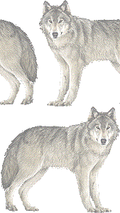 狼の壁紙／フリー画像